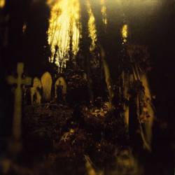 Ivy Garden Of The Desert : Docile